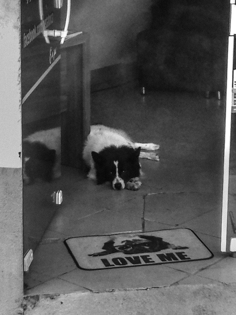 border collie dog sleeping by bed