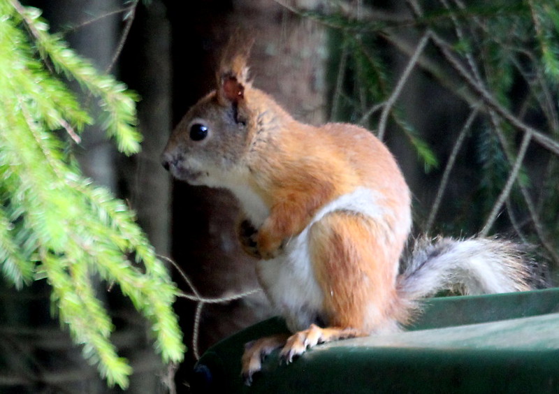 squirrel in the woodland wild uk